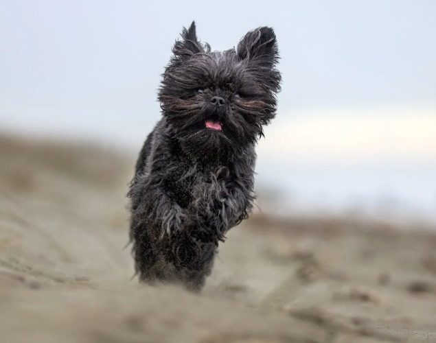 Unleashed Education – 5 Mistakes Pet Photographers are Making and How Not to Make Them