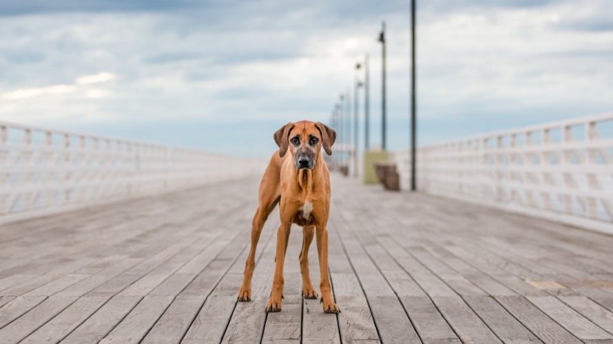 Unleashed Education – 7 Ways to Unleash Variety in Your Dog Photography Sessions