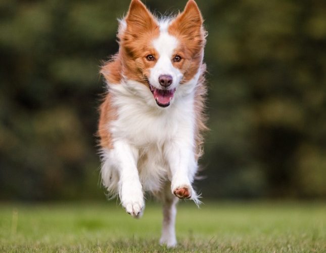 Unleashed Education – Unleashing Expression in Your Dog Photography